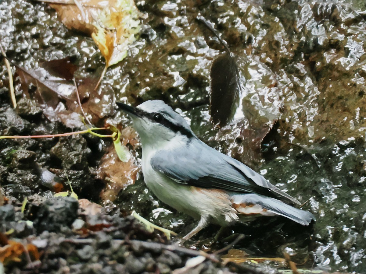 Eurasian Nuthatch - ML638215000