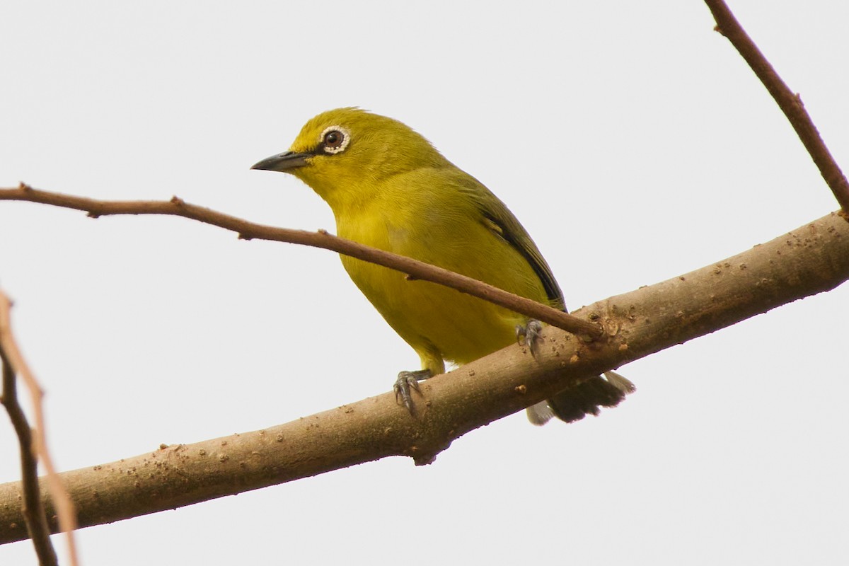 Northern Yellow White-eye - ML638215002