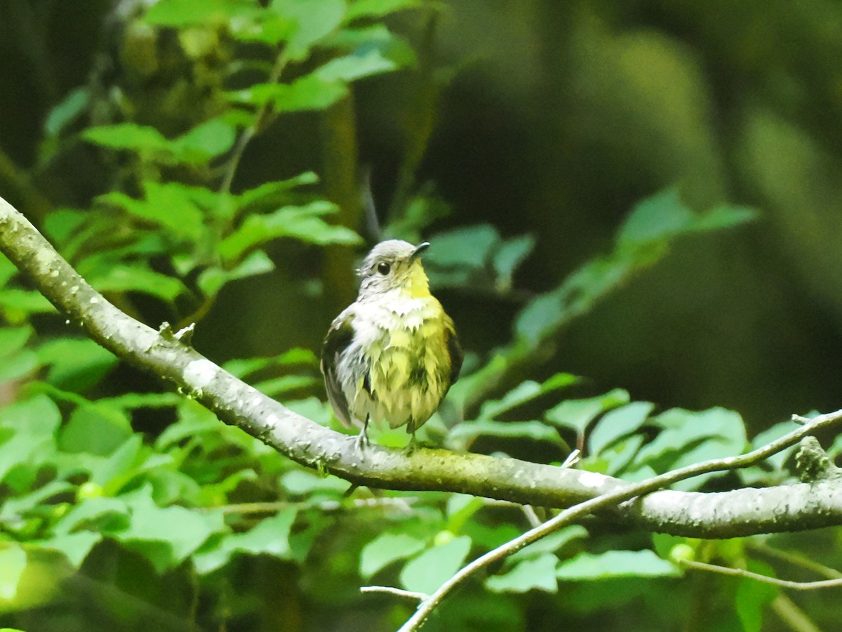 Narcissus Flycatcher - ML638215019