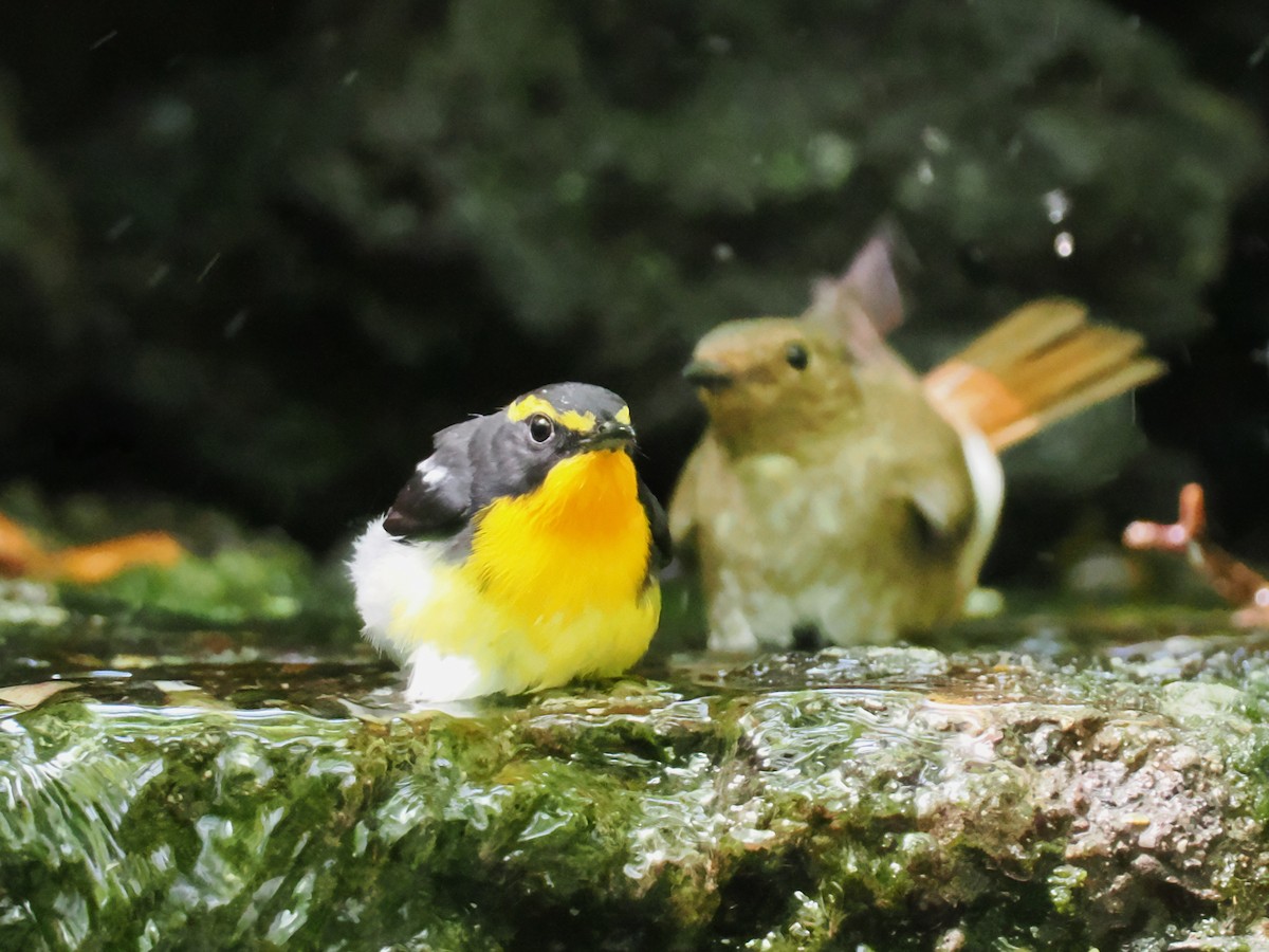 Narcissus Flycatcher - ML638215021