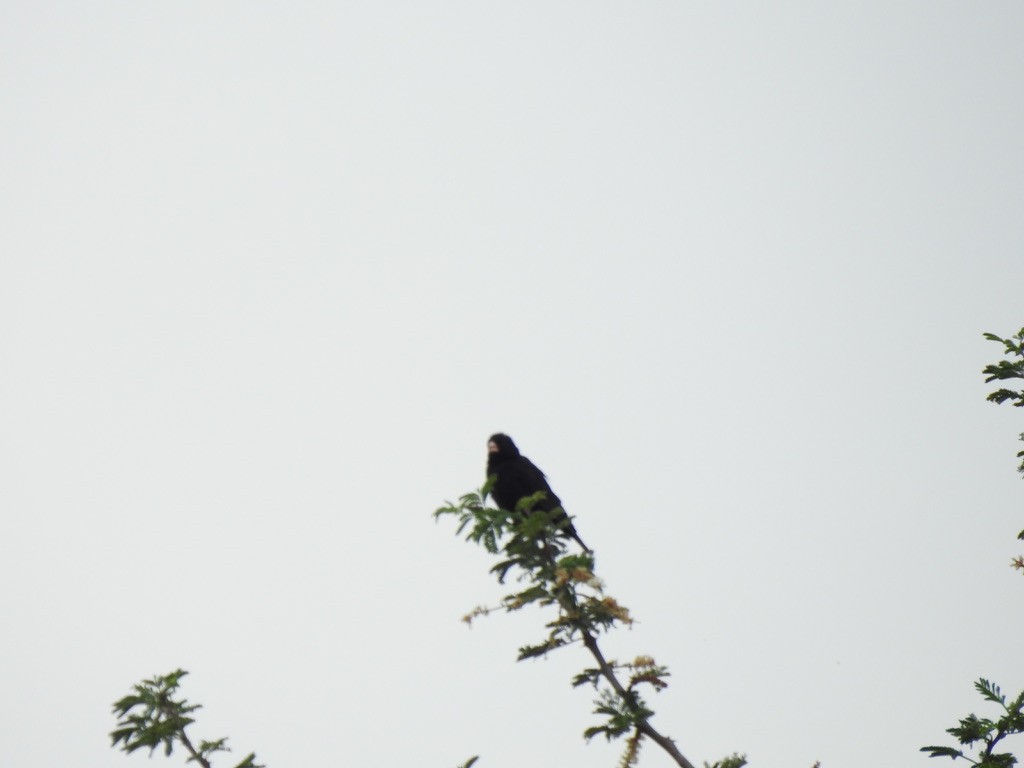 Village Indigobird - ML638215027