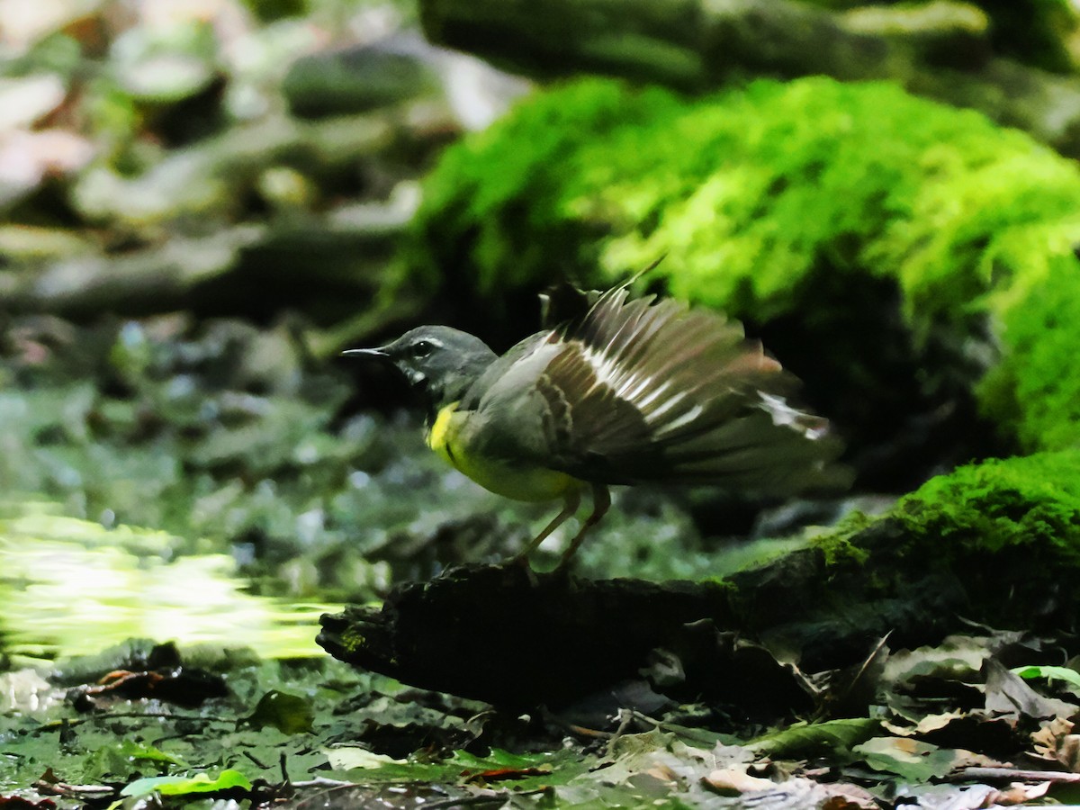 Gray Wagtail - ML638215031