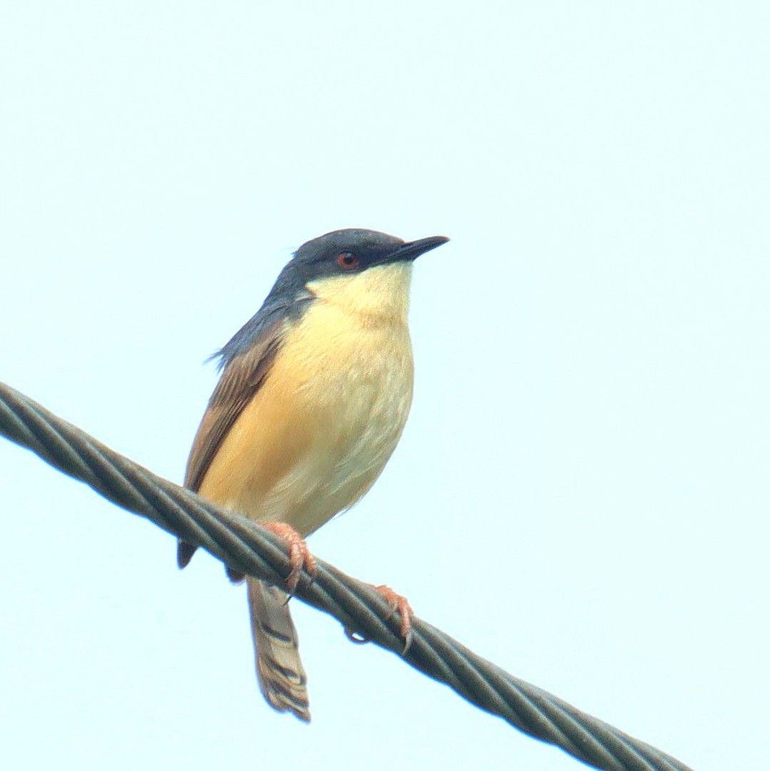 Ashy Prinia - ML638215055
