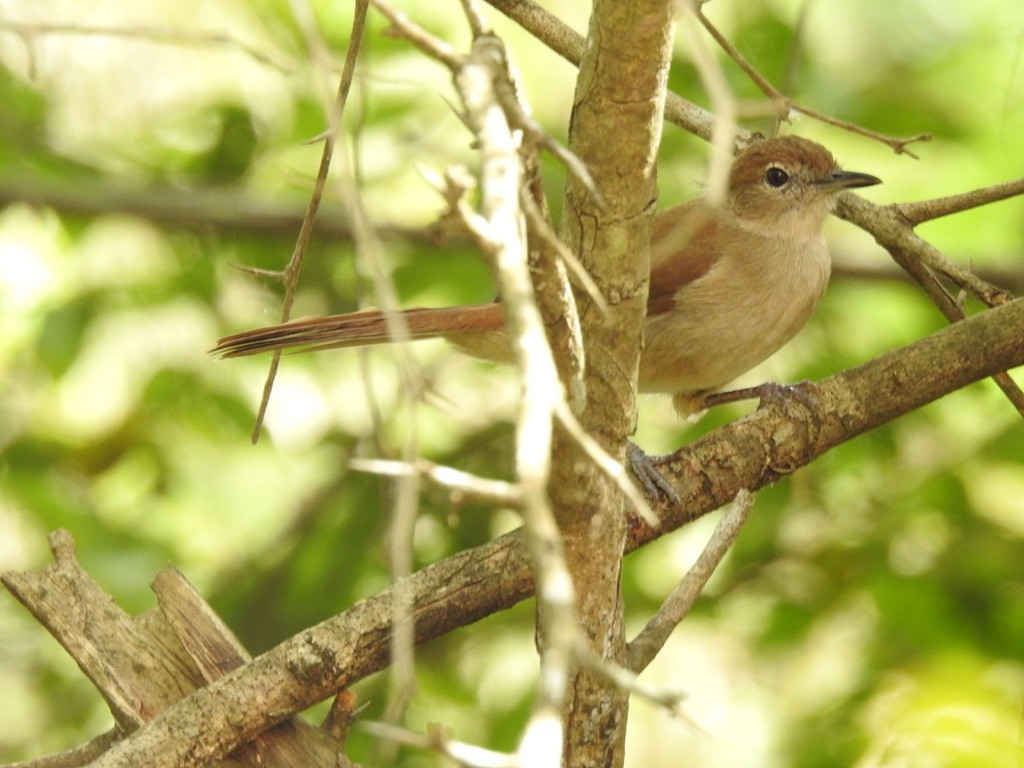 Northern Brownbul - ML638215058