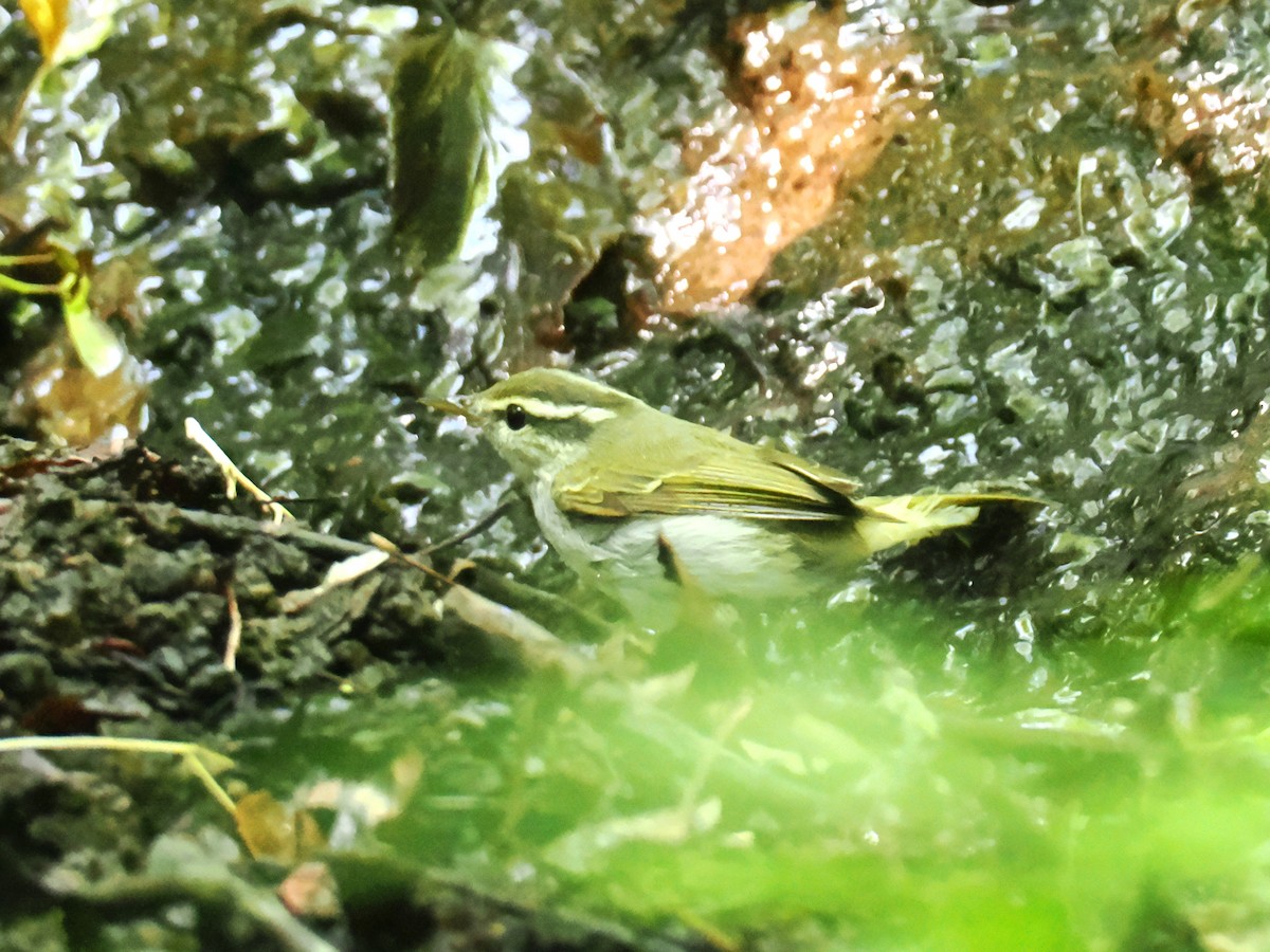 Eastern Crowned Warbler - ML638215060