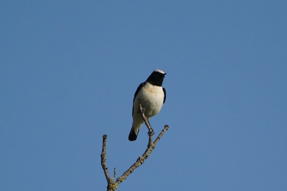 Eastern Black-eared Wheatear - ML638215061