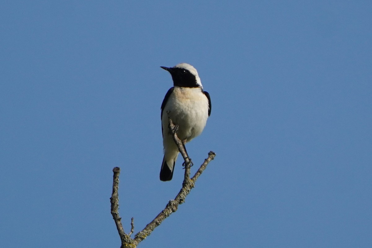 Eastern Black-eared Wheatear - ML638215062