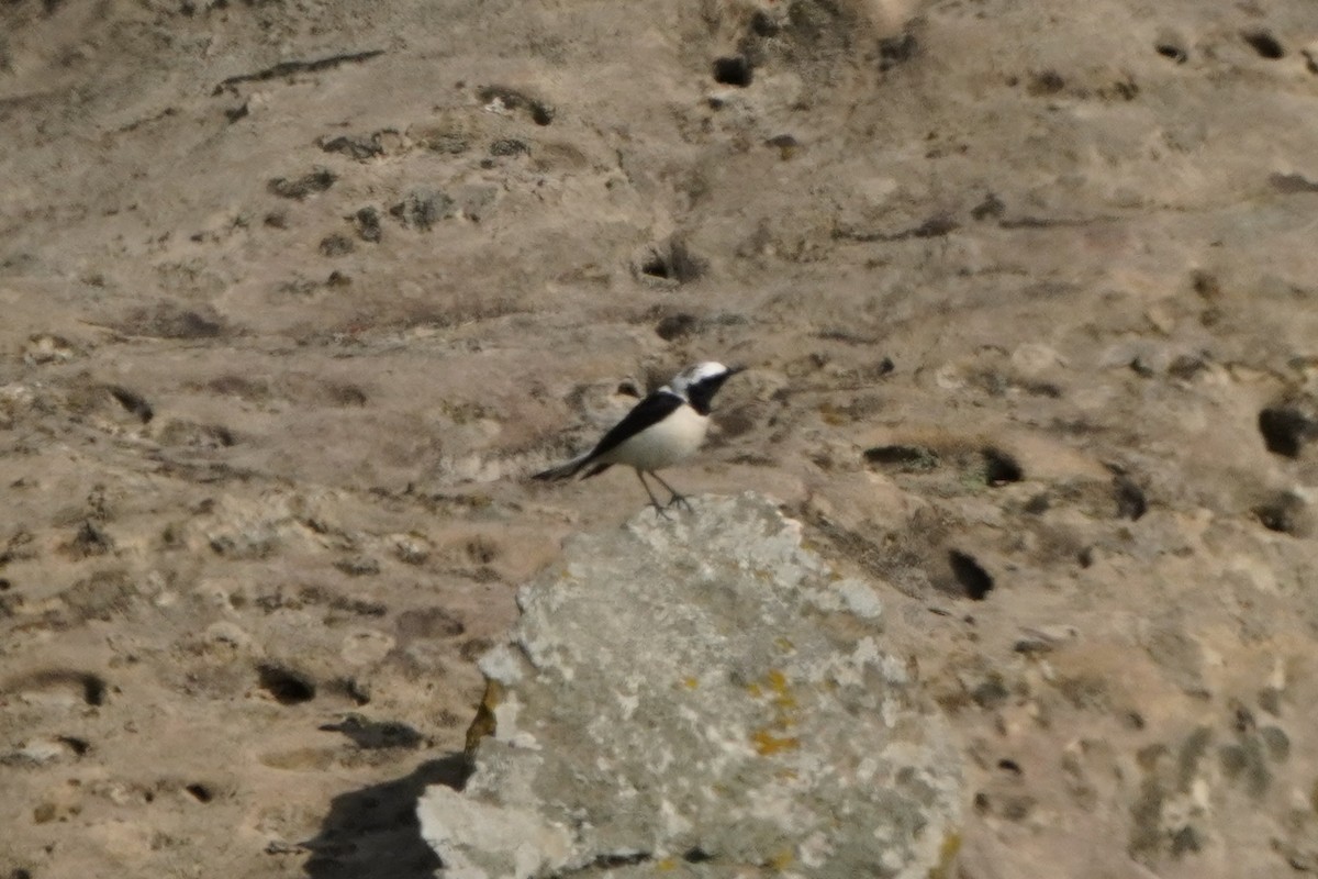 Eastern Black-eared Wheatear - ML638215063