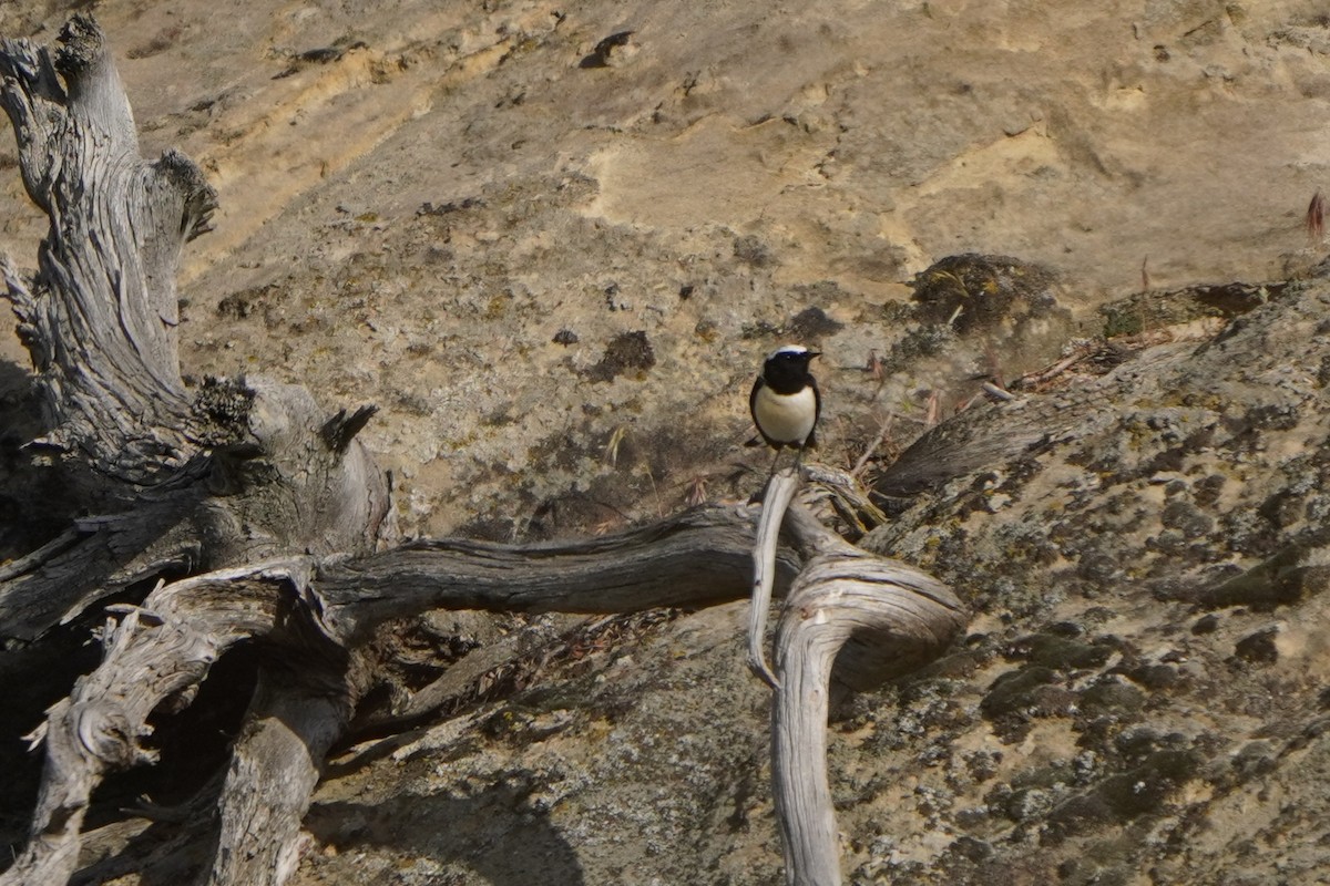 Eastern Black-eared Wheatear - ML638215064