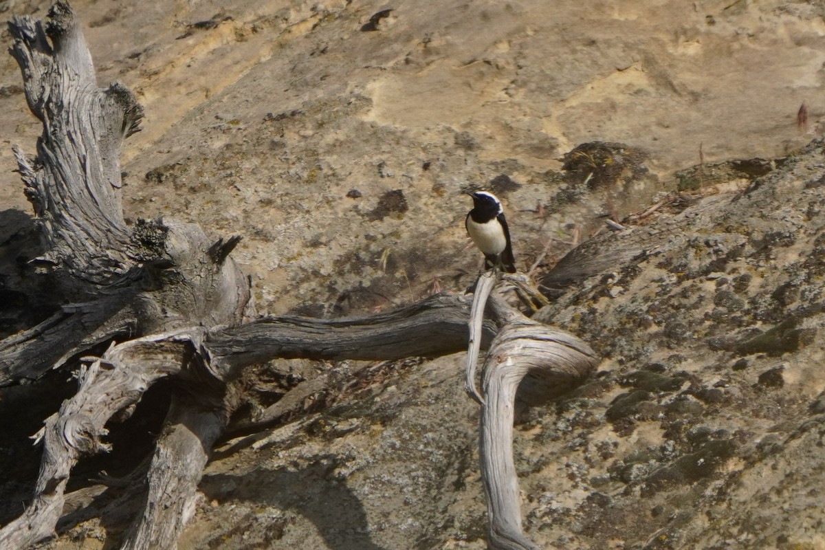 Eastern Black-eared Wheatear - ML638215065