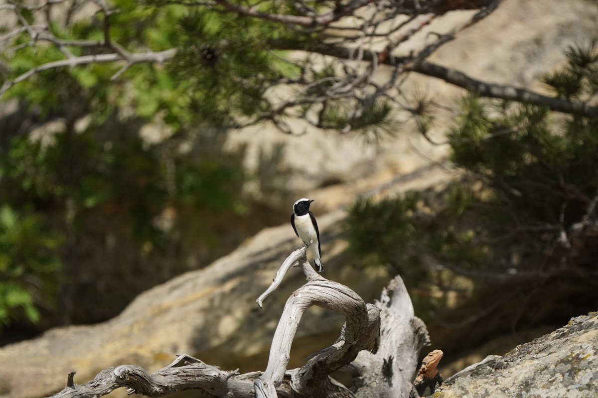 Eastern Black-eared Wheatear - ML638215073