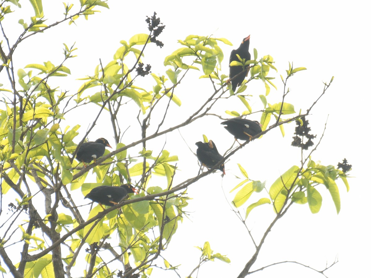 Common Hill Myna - ML638215080