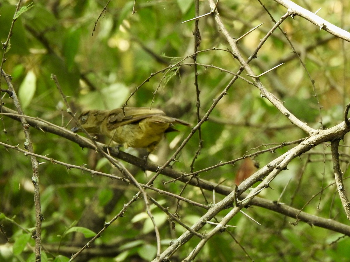 Sombre Greenbul - ML638215083