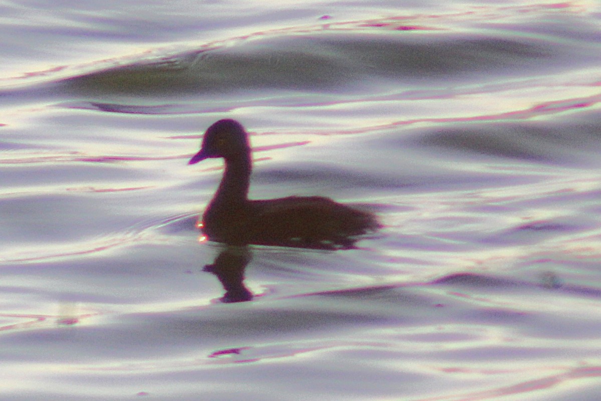 Least Grebe - ML638215091