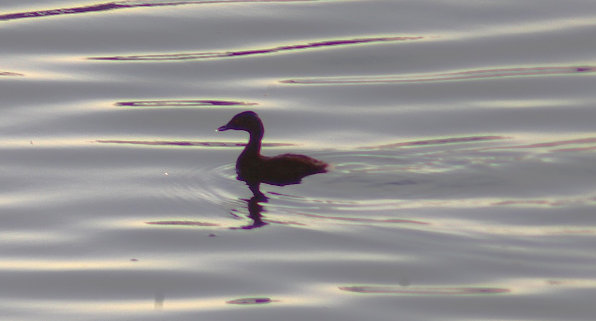 Least Grebe - ML638215092