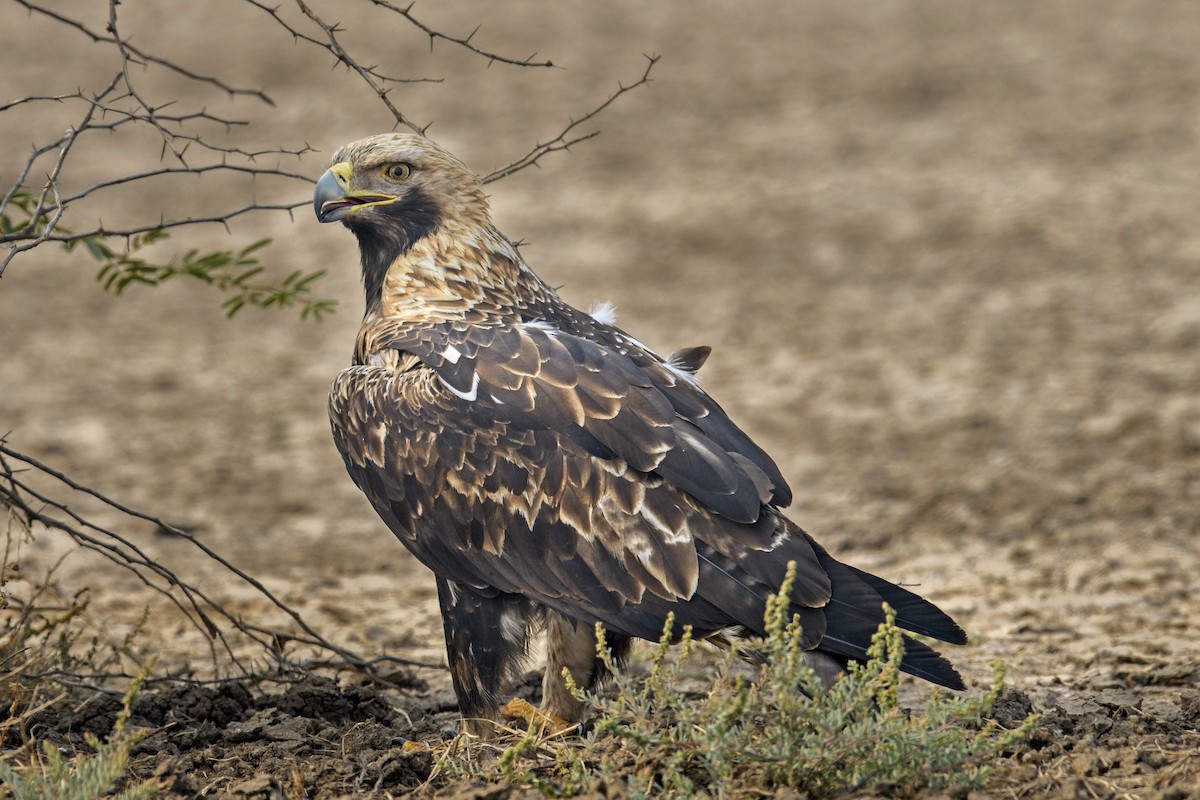 Imperial Eagle - ML638215096