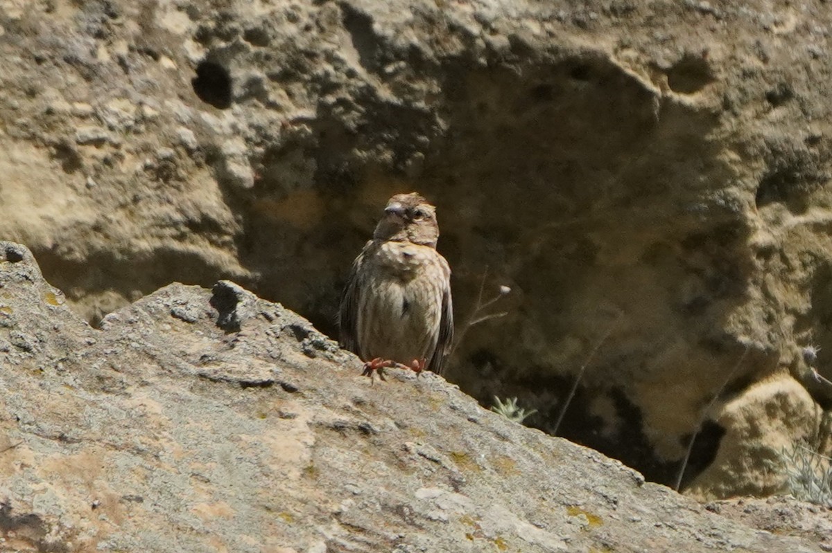 Rock Sparrow - ML638215098