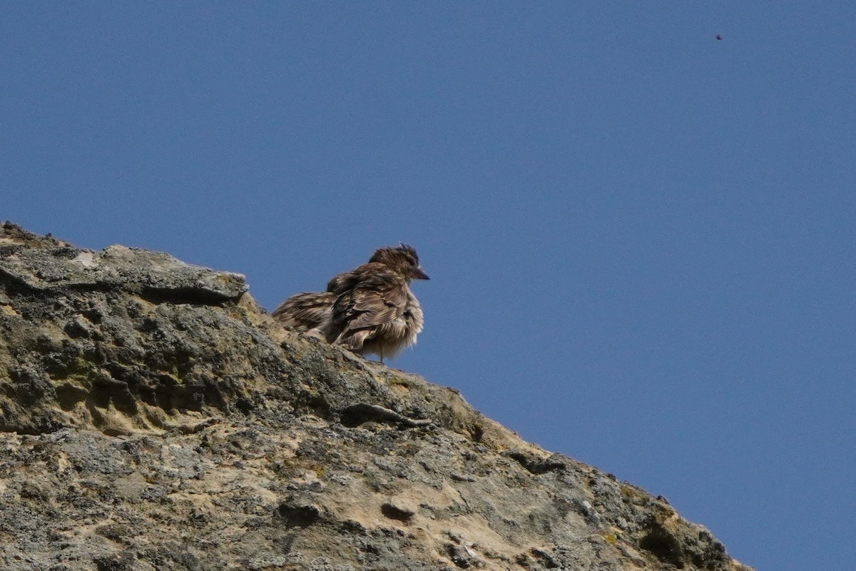 Rock Sparrow - ML638215099