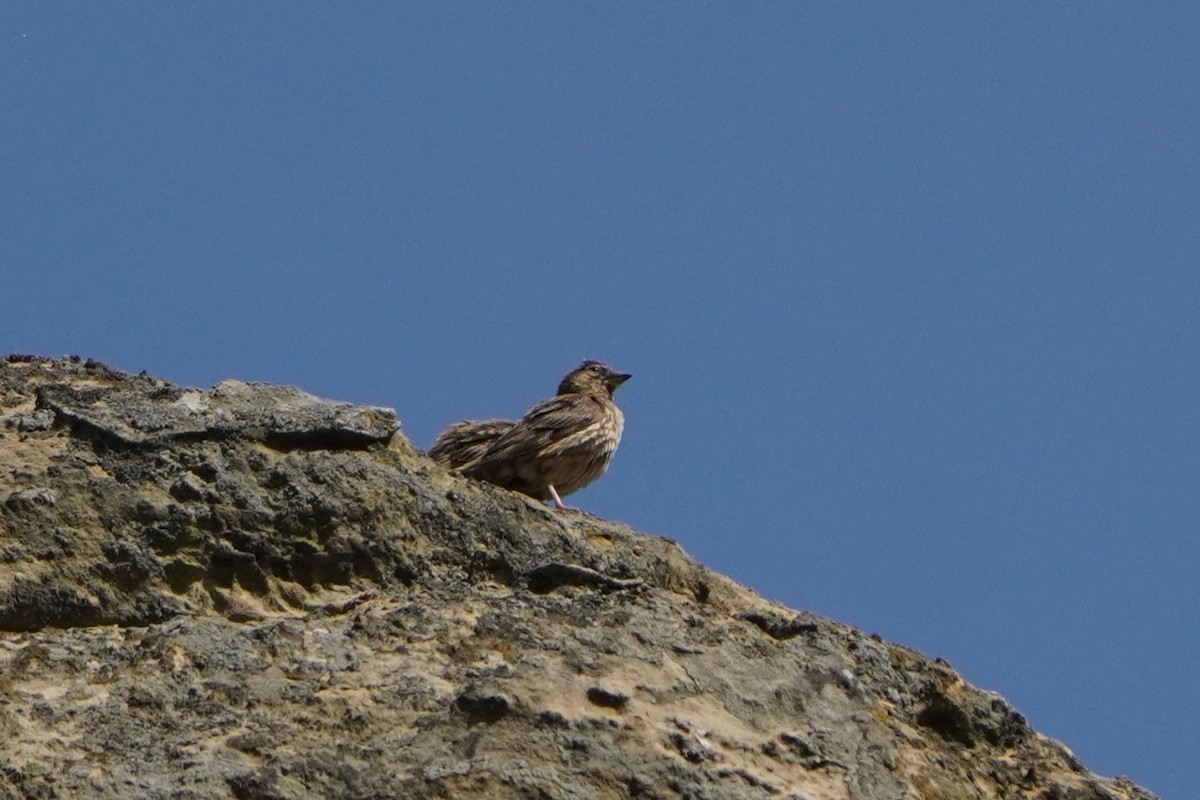 Rock Sparrow - ML638215100