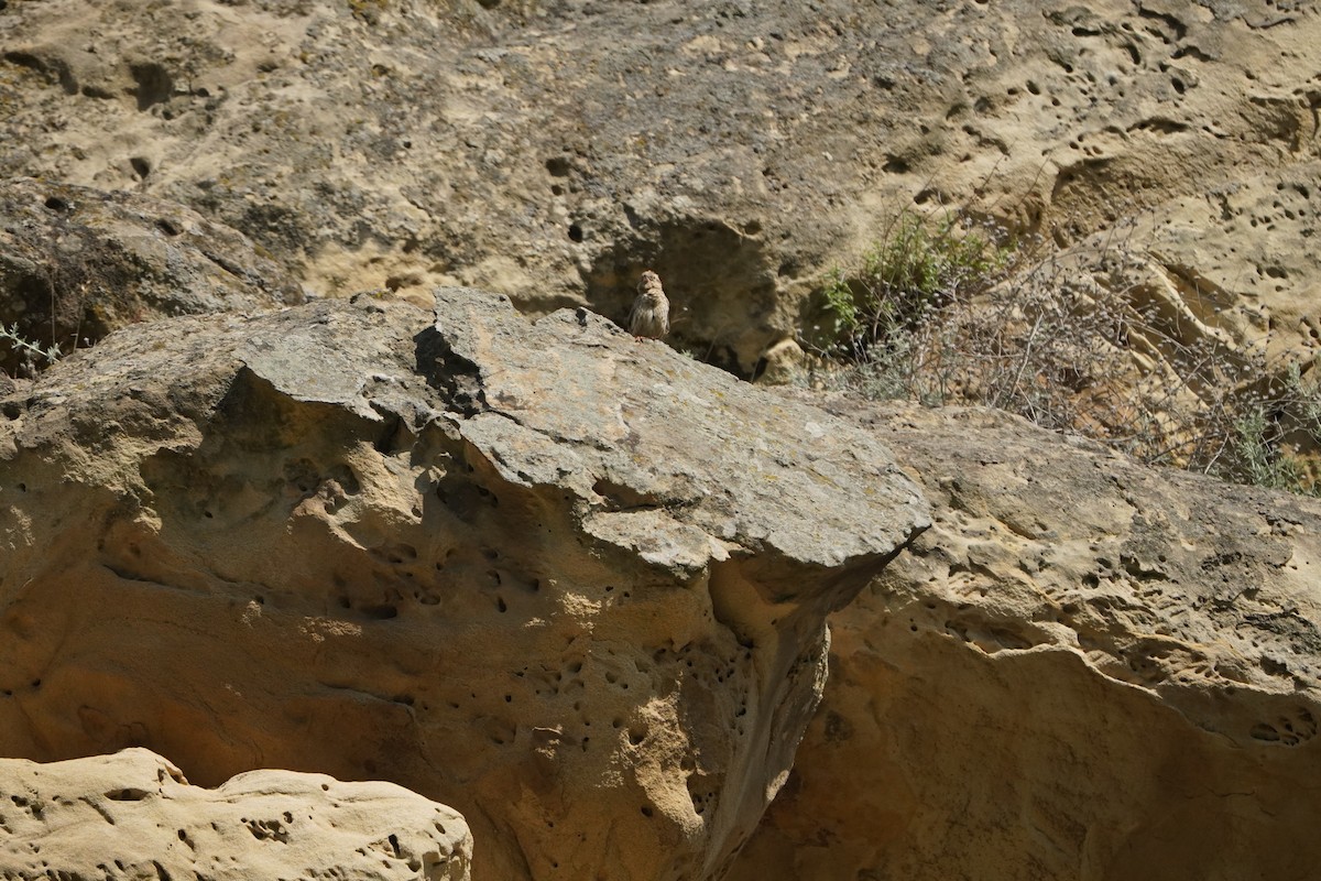 Rock Sparrow - ML638215101