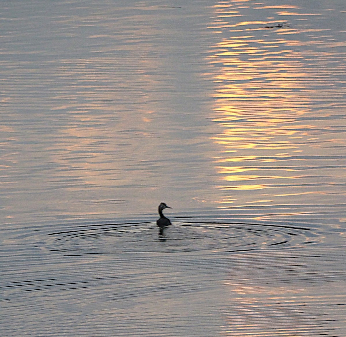 Great Crested Grebe - ML638215109