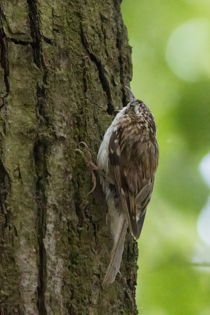 Eurasian Treecreeper - ML638215121