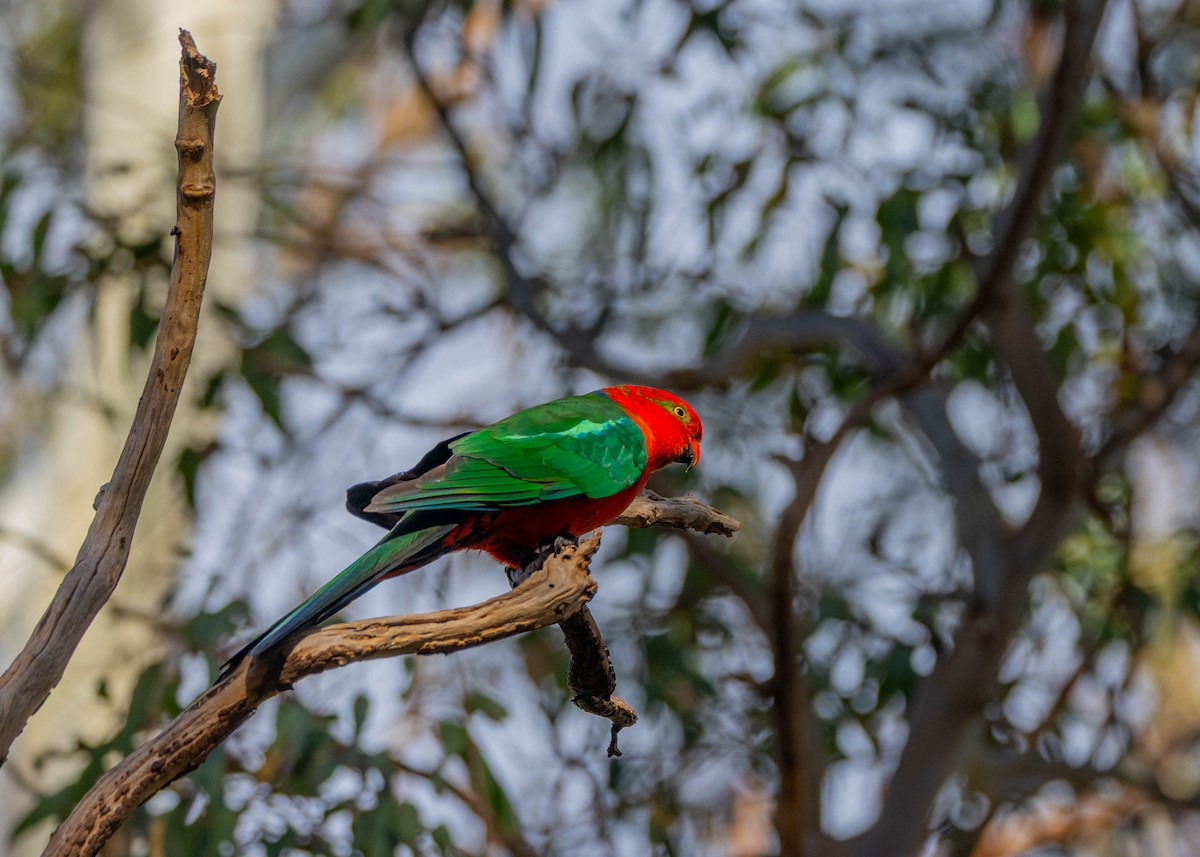 Australian King-Parrot - ML638215142