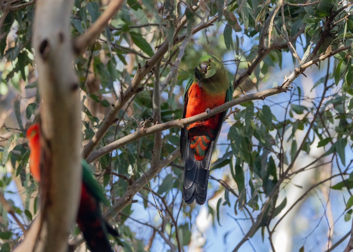 Australian King-Parrot - ML638215143
