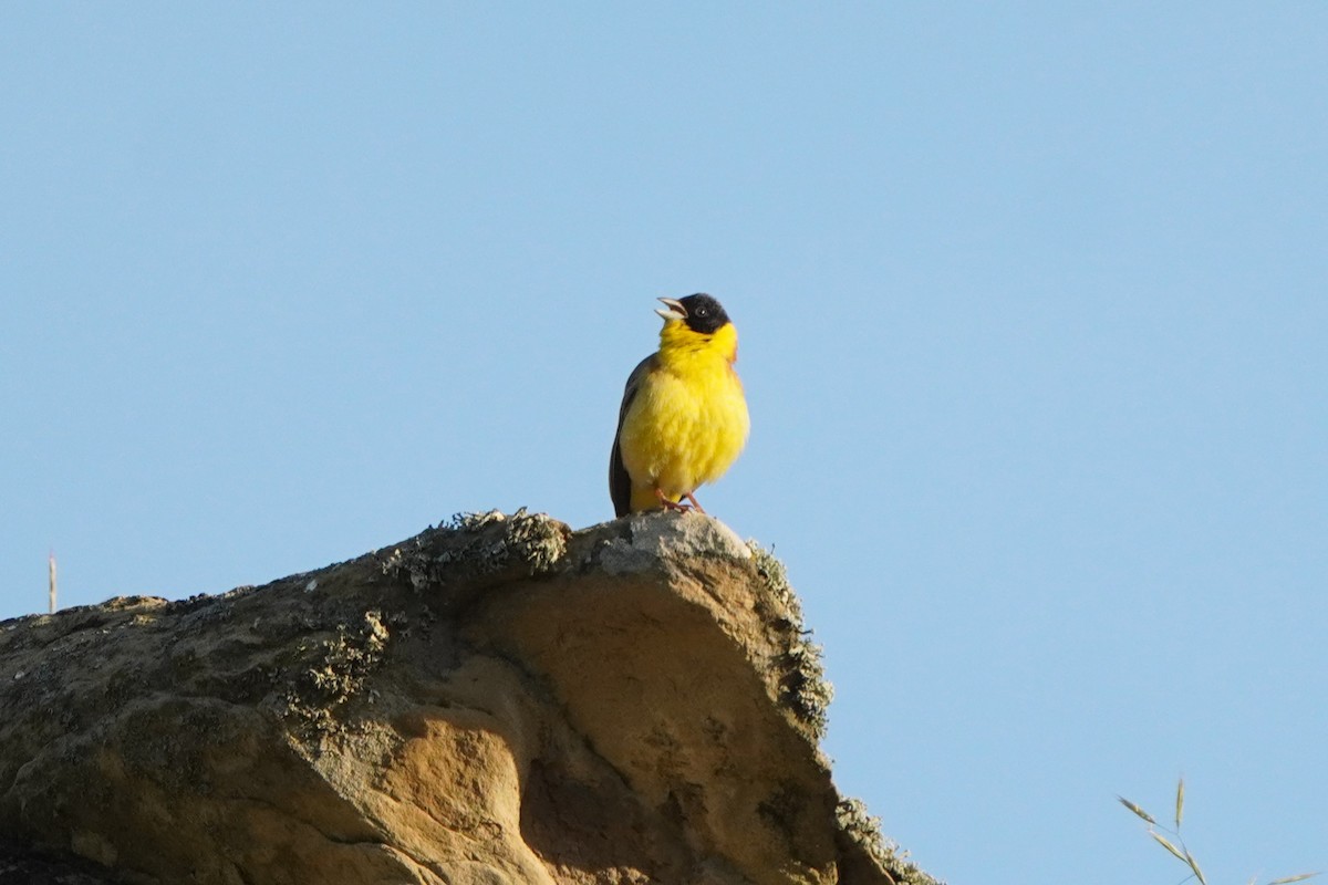 Black-headed Bunting - ML638215146