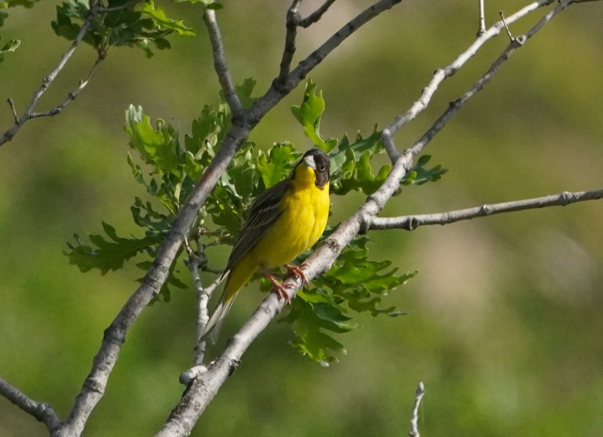 Black-headed Bunting - ML638215147