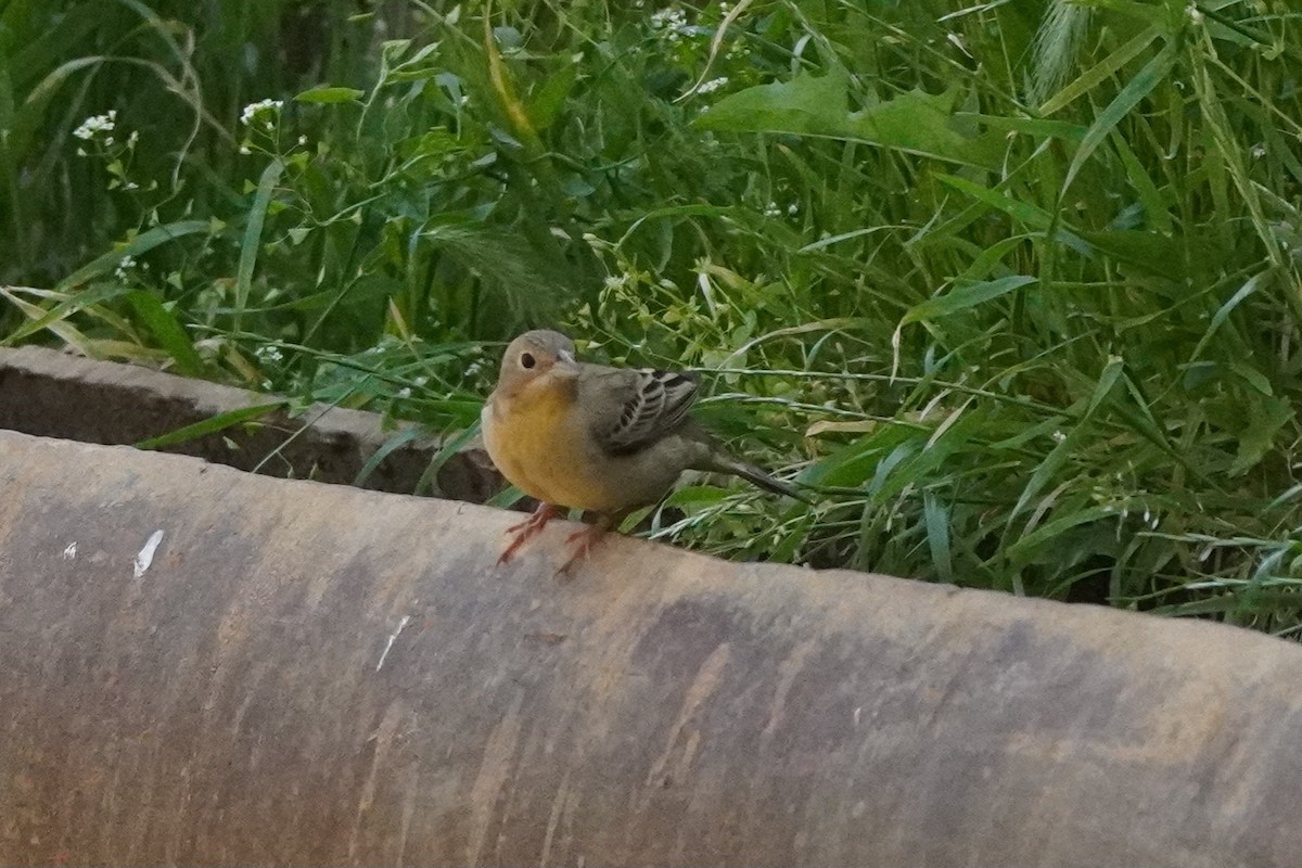 Black-headed Bunting - ML638215148