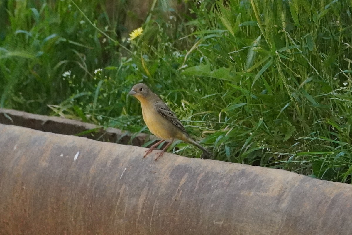 Black-headed Bunting - ML638215149