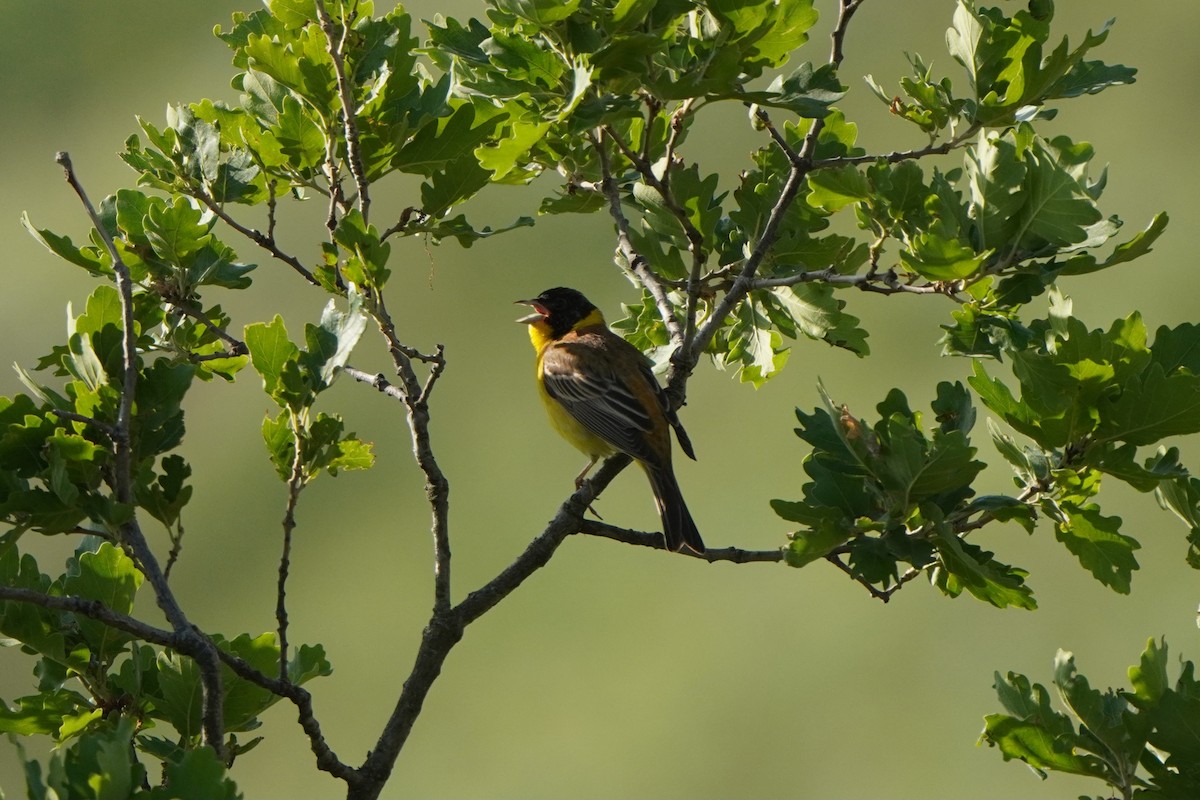 Black-headed Bunting - ML638215150