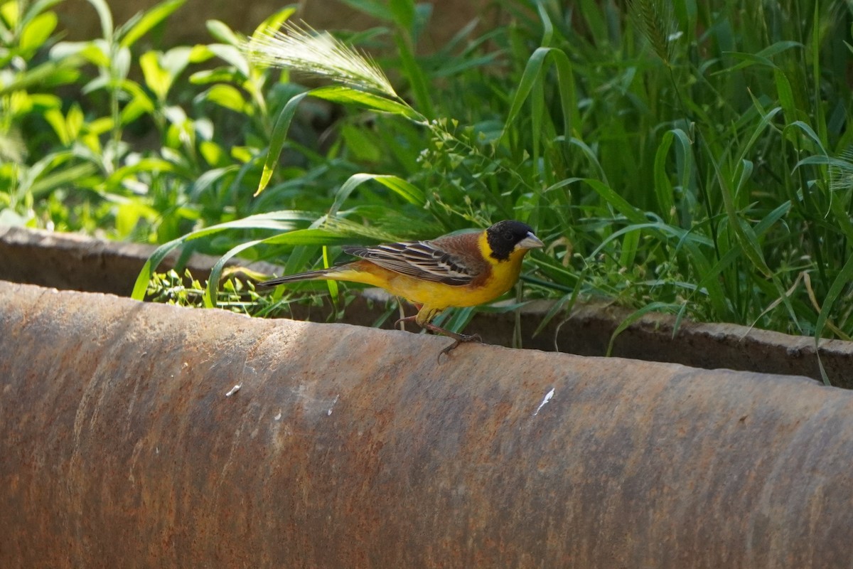 Black-headed Bunting - ML638215151