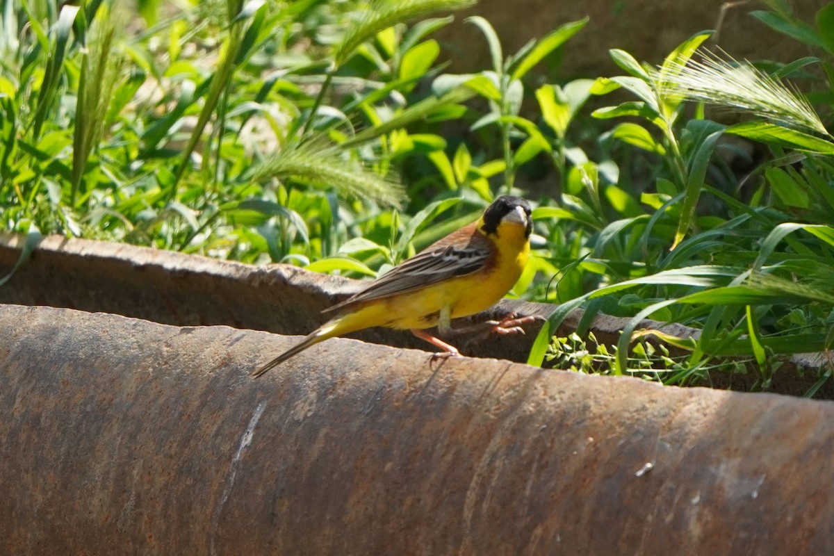 Black-headed Bunting - ML638215152