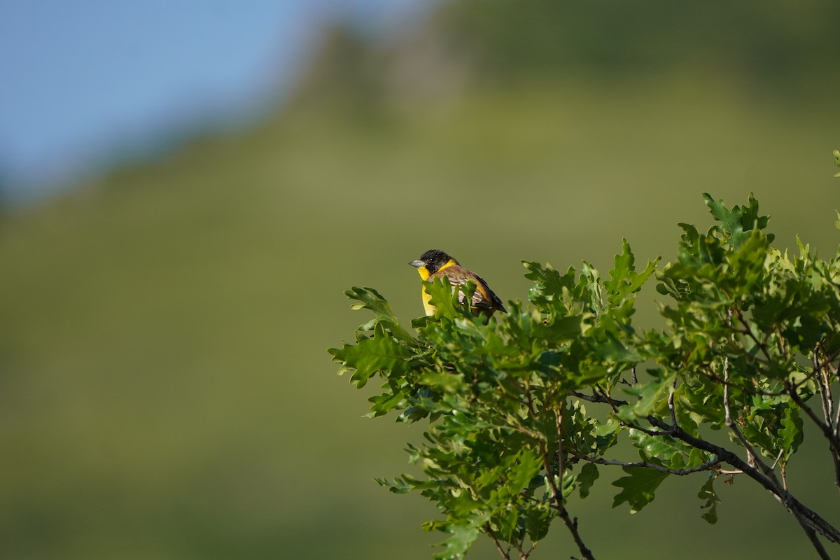 Black-headed Bunting - ML638215153