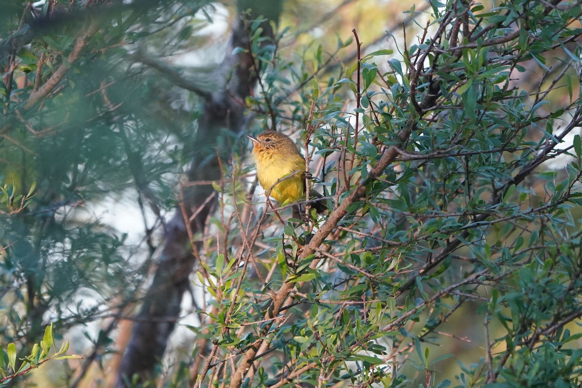 Yellow Thornbill - ML638215163
