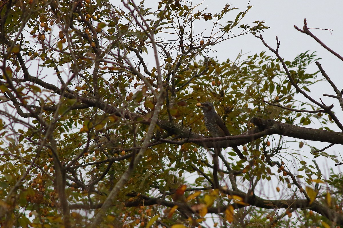 Bulbul à oreillons bruns - ML638215165