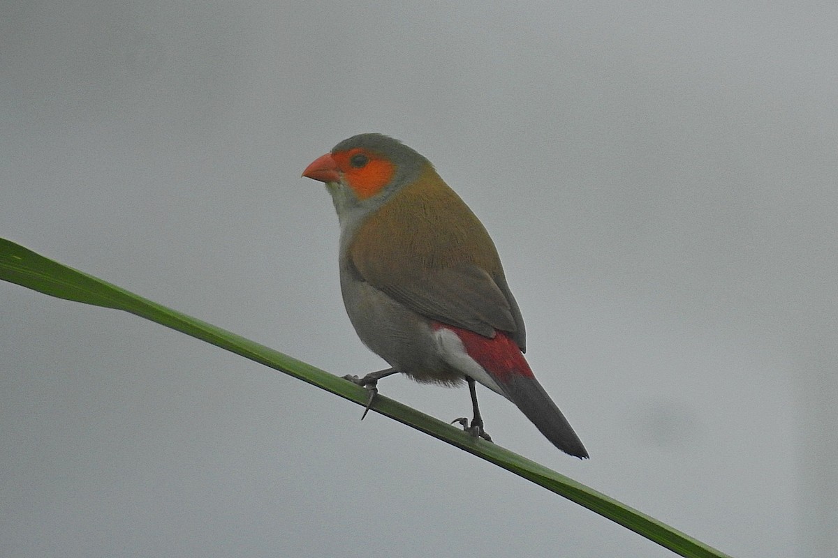 Orange-cheeked Waxbill - ML638215166