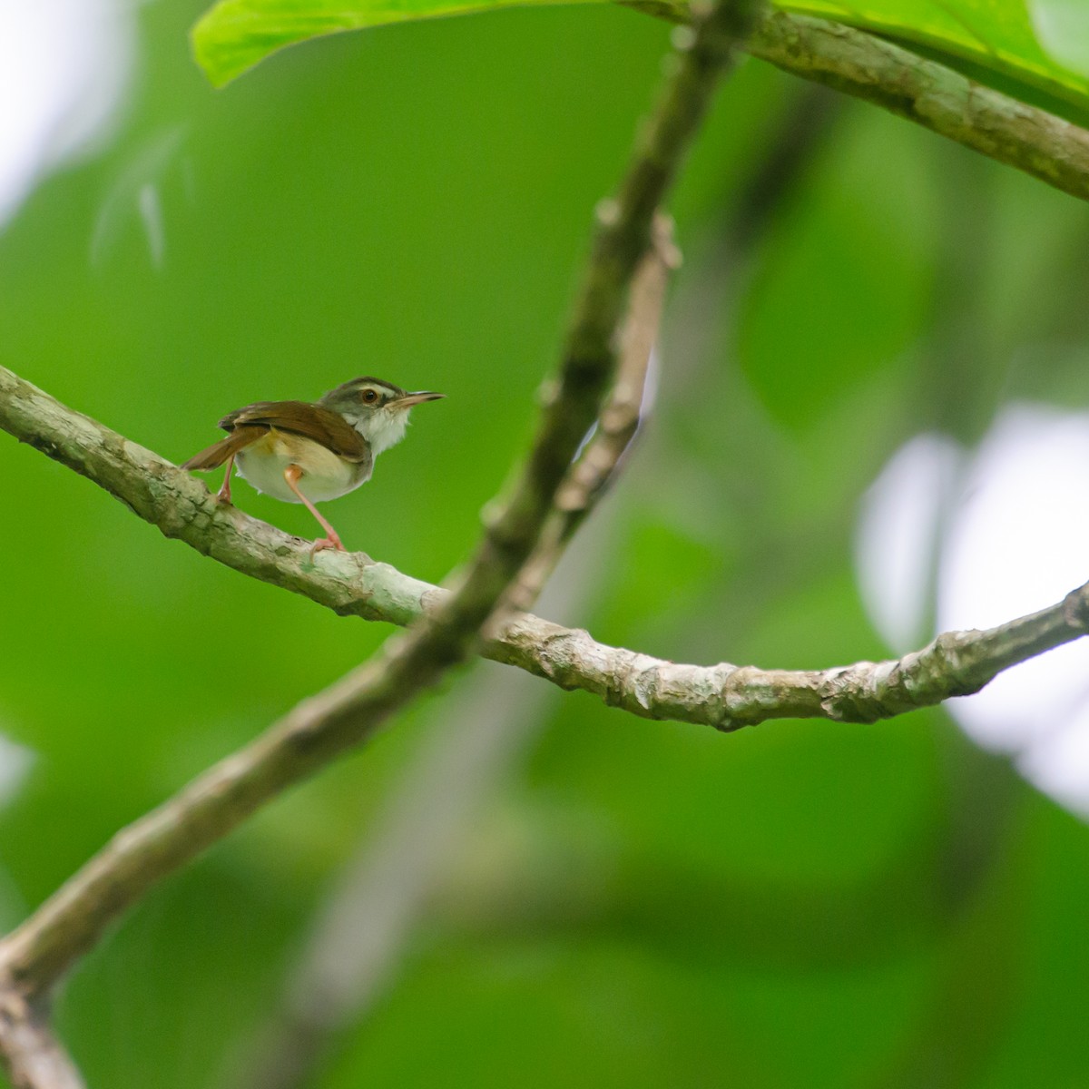 Rufescent Prinia - ML638215167