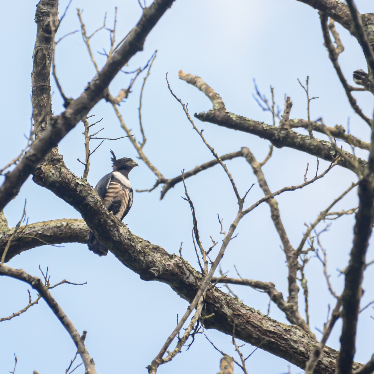 Black Baza - ML638215177