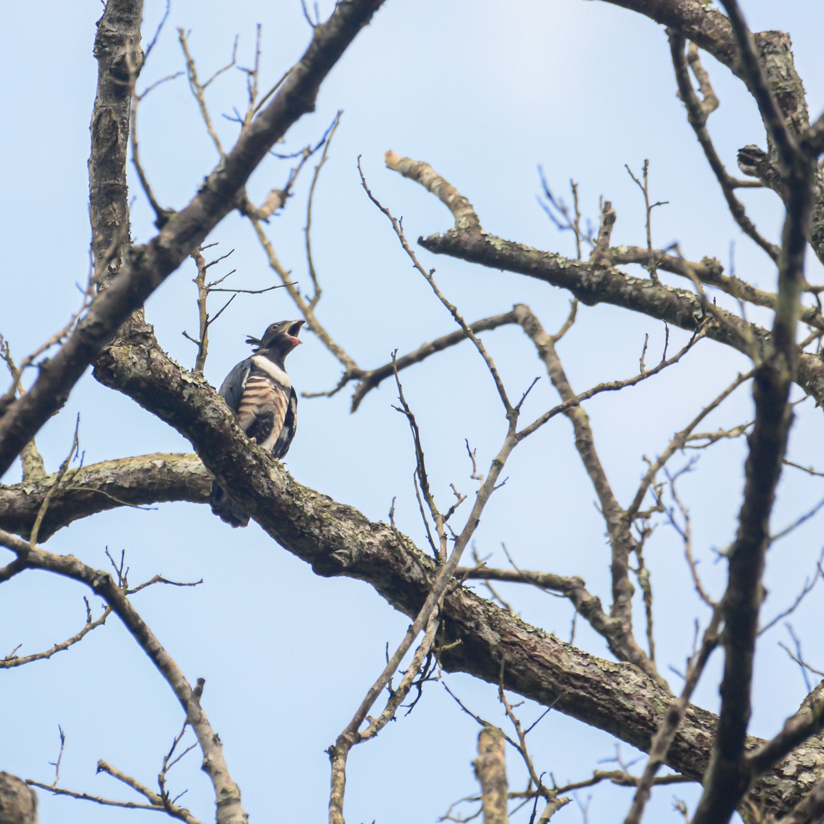 Black Baza - ML638215178