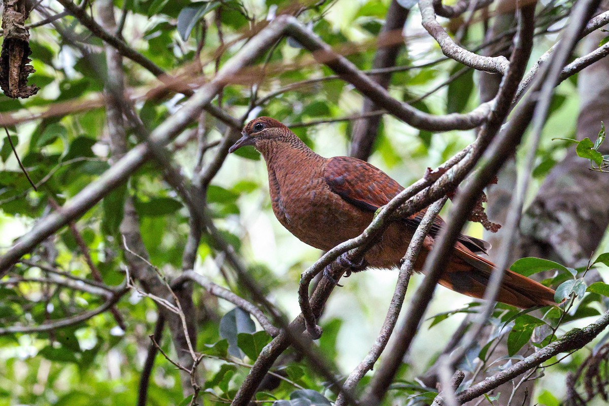 Brown Cuckoo-Dove - ML638215189