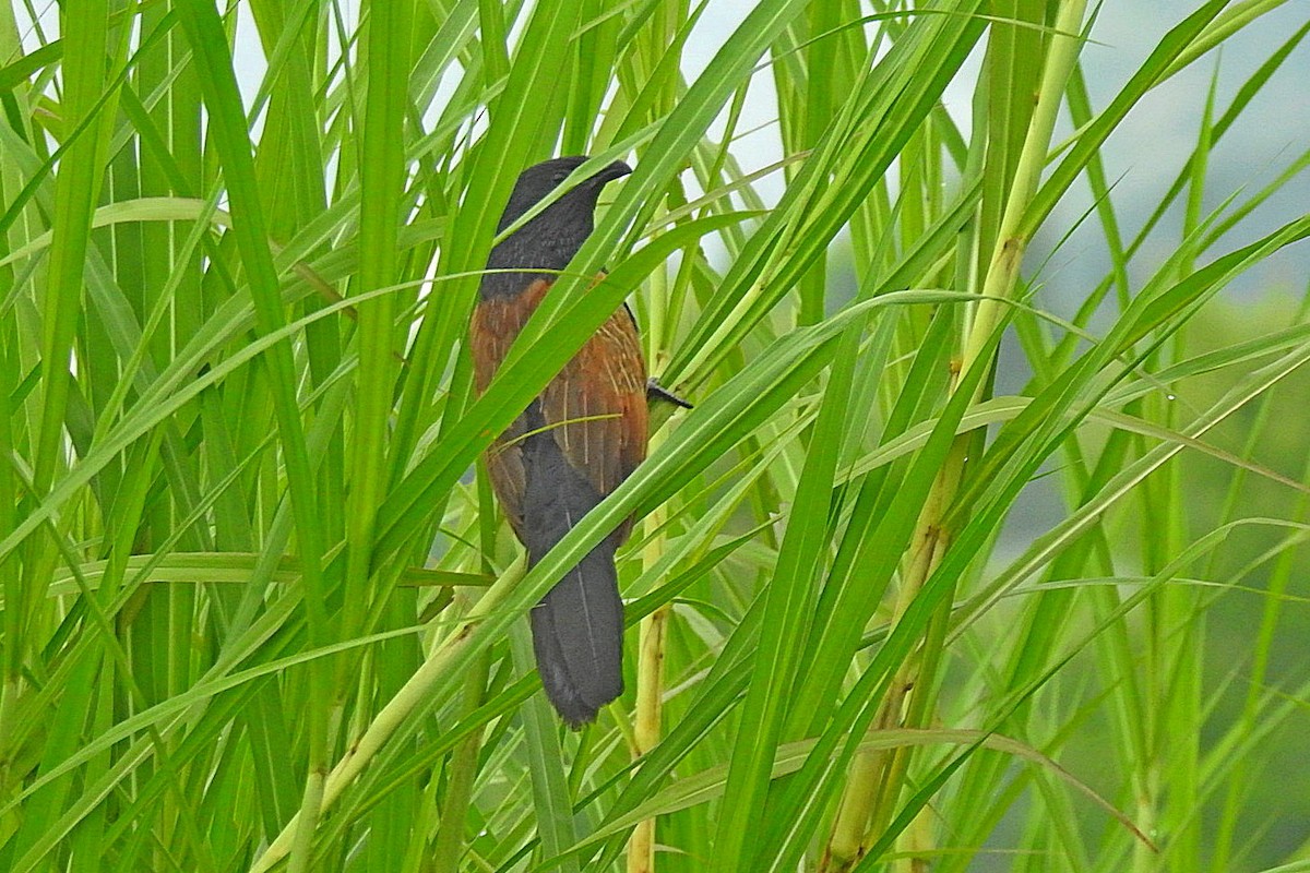 Lesser Coucal - ML638215199