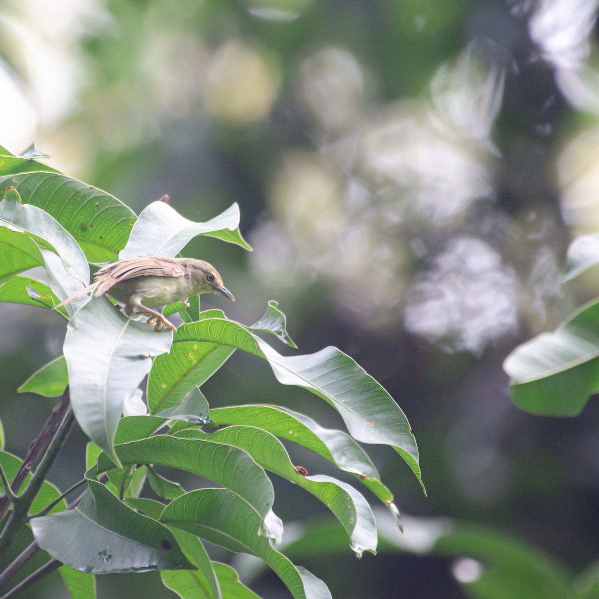 Pin-striped Tit-Babbler - ML638215204