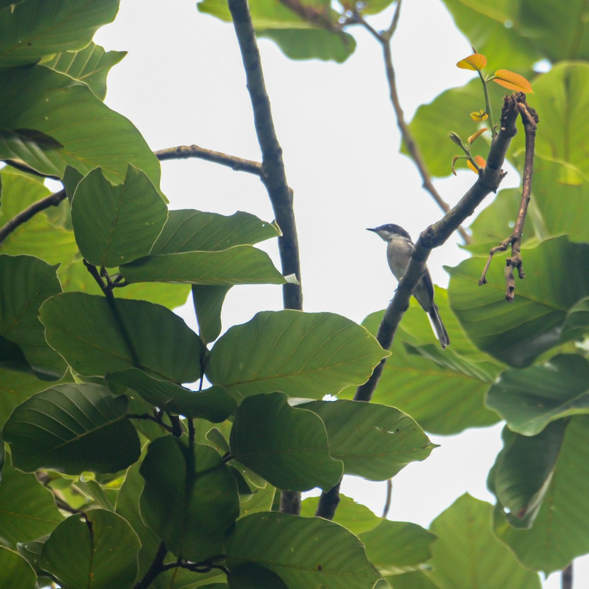 Bar-winged Flycatcher-shrike - ML638215206