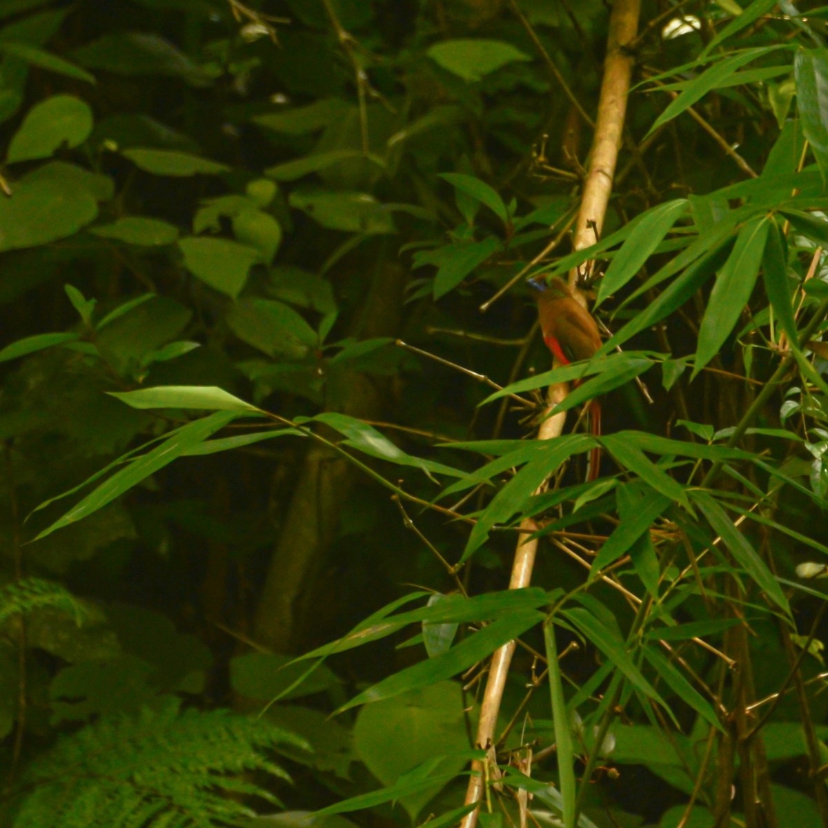 Red-headed Trogon - ML638215207
