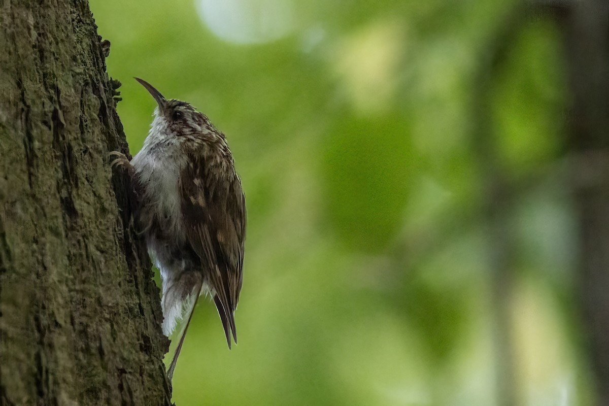 Eurasian Treecreeper - ML638215210