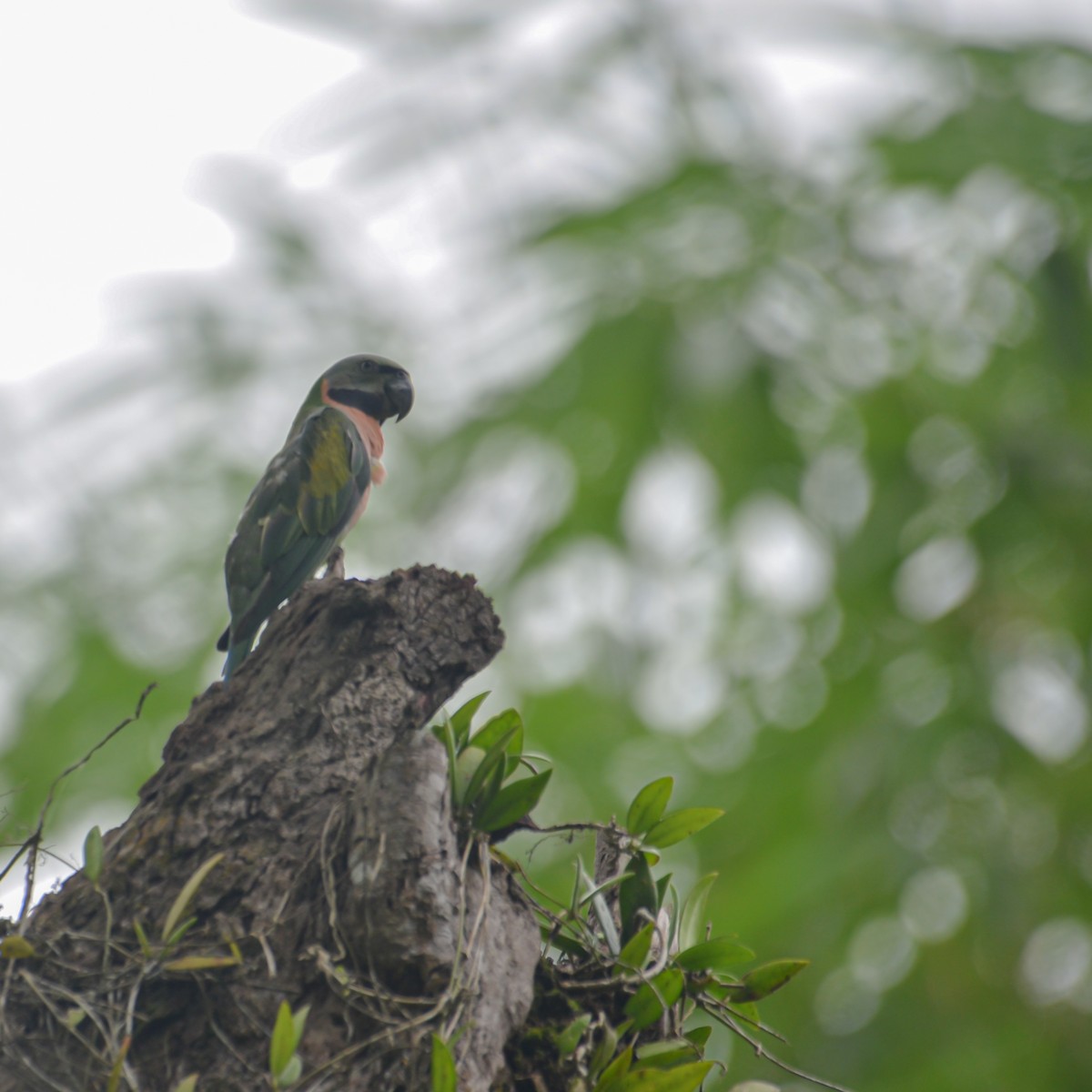 Red-breasted Parakeet - ML638215216