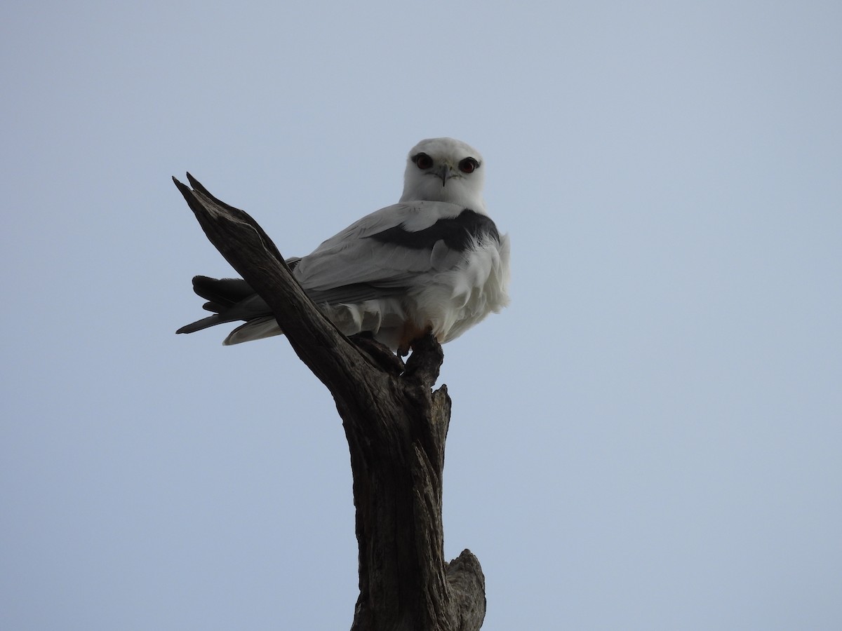 Black-shouldered Kite - ML638215223